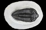 Coltraneia Trilobite Fossil - Huge Faceted Eyes #86006-1